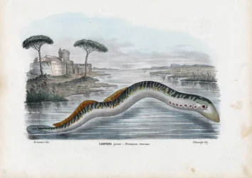 Lamproie marine, 1863-79